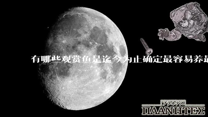 有哪些观赏鱼是迄今为止确定最容易养最不容易死的？