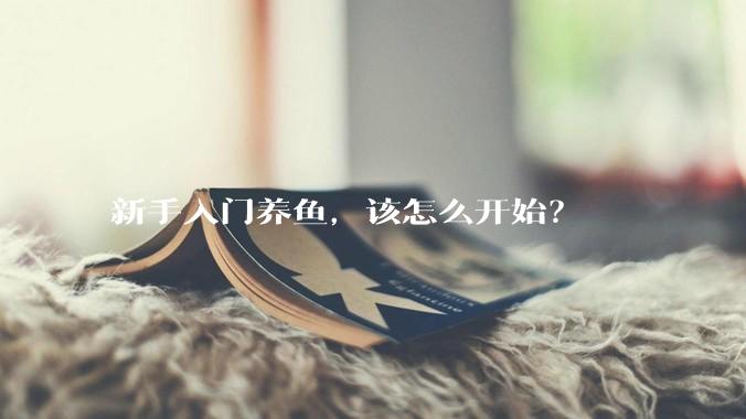 新手入门养鱼，该怎么开始？